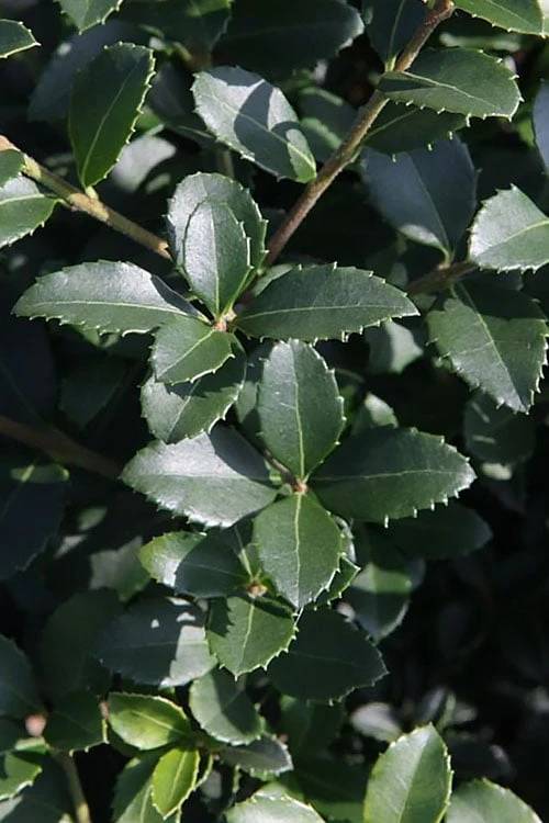 Delavay Tea Olive (Osmanthus Delavayi) - 5 Gallon Pot 9 Delavay Tea Olive (Osmanthus Delavayi) - 5 Gallon Pot - Image 7