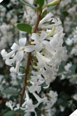 Delavay Tea Olive (Osmanthus Delavayi) - 5 Gallon Pot 17 Delavay Tea Olive (Osmanthus Delavayi) - 5 Gallon Pot -SHRUBS and BUSHES Shop osmanthus delavayi delavay tea olive 2