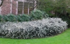 Delavay Tea Olive (Osmanthus Delavayi) - 5 Gallon Pot 13 Delavay Tea Olive (Osmanthus Delavayi) - 5 Gallon Pot -SHRUBS and BUSHES Shop osmanthus delavayi delavay tea olive 6