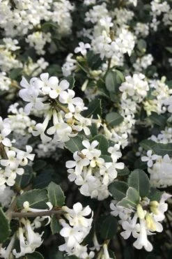 Delavay Tea Olive (Osmanthus Delavayi) - 5 Gallon Pot 14 Delavay Tea Olive (Osmanthus Delavayi) - 5 Gallon Pot -SHRUBS and BUSHES Shop osmanthus delavayi delavay tea olive 8