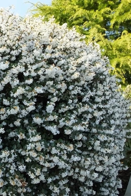 Delavay Tea Olive (Osmanthus Delavayi) - 5 Gallon Pot 3 Delavay Tea Olive (Osmanthus Delavayi) - 5 Gallon Pot