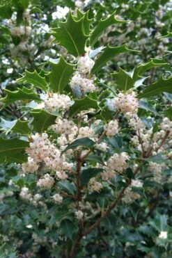 Gulftide Hardy Tea Olive (Osmanthus) - 2 Gallon Pot 13 Gulftide Hardy Tea Olive (Osmanthus) - 2 Gallon Pot -SHRUBS and BUSHES Shop osmanthus heterophyllus gulftide tea olive false holly 10