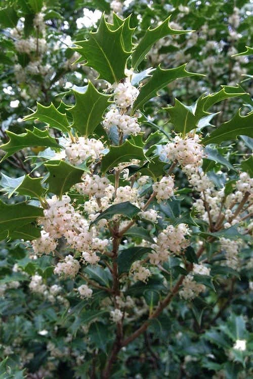 Gulftide Hardy Tea Olive (Osmanthus) - 2 Gallon Pot 8 Gulftide Hardy Tea Olive (Osmanthus) - 2 Gallon Pot - Image 6