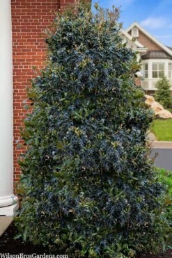 Gulftide Hardy Tea Olive (Osmanthus) - 2 Gallon Pot 11 Gulftide Hardy Tea Olive (Osmanthus) - 2 Gallon Pot -SHRUBS and BUSHES Shop osmanthus heterophyllus gulftide tea olive false holly 5
