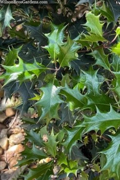 Gulftide Hardy Tea Olive (Osmanthus) - 1 Gallon Pot -SHRUBS and BUSHES Shop osmanthus heterophyllus gulftide tea olive false holly 6 1