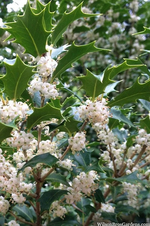 Gulftide Hardy Tea Olive (Osmanthus) - 2 Gallon Pot 3 Gulftide Hardy Tea Olive (Osmanthus) - 2 Gallon Pot