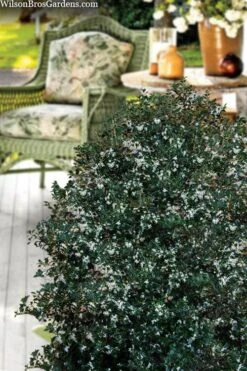 Party Princess 'Kaori Hime' Fragrant Tea Olive - 1 Gallon Pot -SHRUBS and BUSHES Shop osmanthus heterophyllus kaori hime party princess tea olive 15