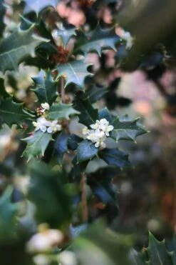 Party Princess 'Kaori Hime' Fragrant Tea Olive - 1 Gallon Pot -SHRUBS and BUSHES Shop osmanthus kaori hime party princess tea olive 1