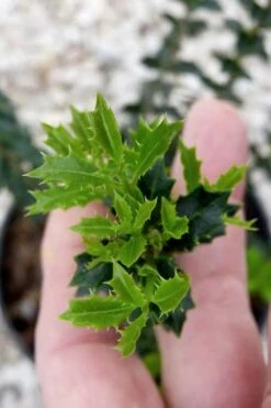 Party Princess 'Kaori Hime' Fragrant Tea Olive - 1 Gallon Pot -SHRUBS and BUSHES Shop osmanthus kaori hime party princess tea olive 2