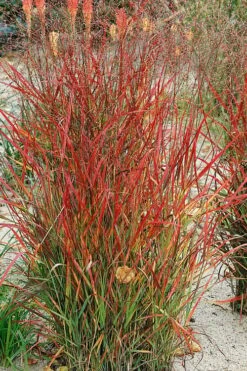 Hanse Herms Red Switch Grass (Panicum Virgatum) - 1 Gallon Pot 11 Hanse Herms Red Switch Grass (Panicum Virgatum) - 1 Gallon Pot -SHRUBS and BUSHES Shop panicum virgatum hanse herms switch grass 1