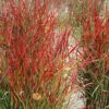 Hanse Herms Red Switch Grass (Panicum Virgatum) - 1 Gallon Pot -SHRUBS and BUSHES Shop panicum virgatum hanse herms switch grass 5