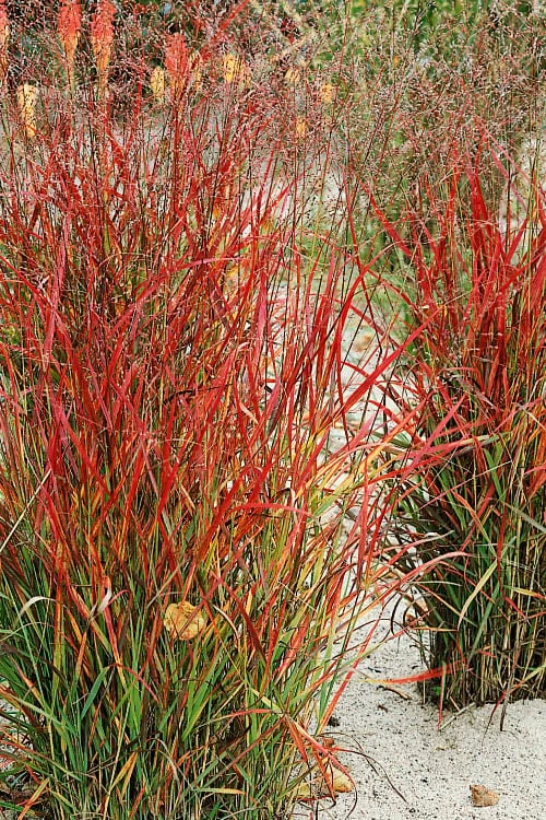 Hanse Herms Red Switch Grass (Panicum Virgatum) - 1 Gallon Pot 3 Hanse Herms Red Switch Grass (Panicum Virgatum) - 1 Gallon Pot