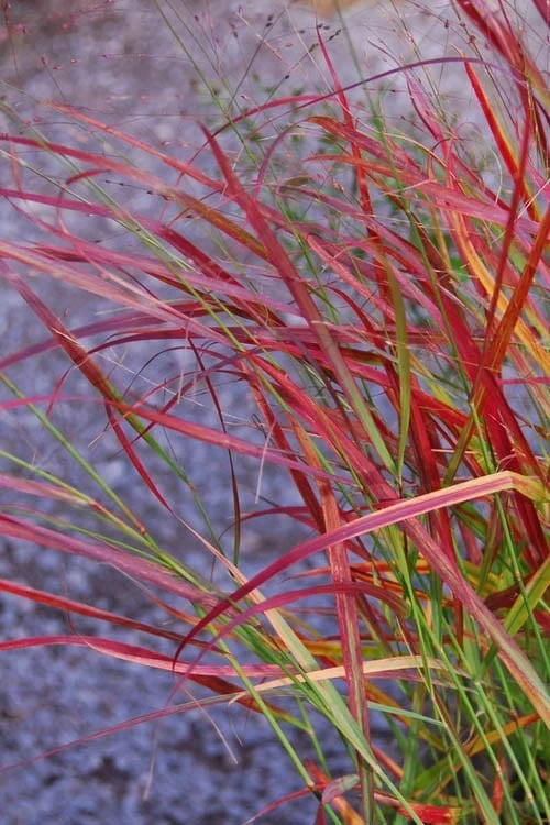 Hanse Herms Red Switch Grass (Panicum Virgatum) - 1 Gallon Pot 6 Hanse Herms Red Switch Grass (Panicum Virgatum) - 1 Gallon Pot - Image 4