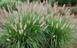 Etouffee Hardy Fountain Grass (Pennisetum Alopecuroides) - 1 Gallon Pot 9 Etouffee Hardy Fountain Grass (Pennisetum Alopecuroides) - 1 Gallon Pot -SHRUBS and BUSHES Shop pennisetum alopecuroides etouffee fountain grass 4
