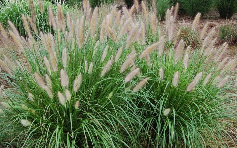 Etouffee Hardy Fountain Grass (Pennisetum Alopecuroides) - 1 Gallon Pot 6 Etouffee Hardy Fountain Grass (Pennisetum Alopecuroides) - 1 Gallon Pot - Image 4