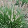 Etouffee Hardy Fountain Grass (Pennisetum Alopecuroides) - 1 Gallon Pot 2 Etouffee Hardy Fountain Grass (Pennisetum Alopecuroides) - 1 Gallon Pot -SHRUBS and BUSHES Shop pennisetum alopecuroides etouffee fountain grass 6