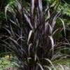 First Knight Fountain Grass (Pennisetum) - 3 Gallon Pot 1 First Knight Fountain Grass (Pennisetum) - 3 Gallon Pot -SHRUBS and BUSHES Shop pennisetum first knight 5