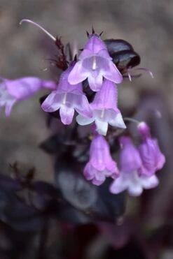 Midnight Masquerade Penstemon (Beardtongue) - 1 Gallon Pot -SHRUBS and BUSHES Shop penstemon midnight masquerade 1