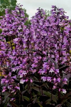 Midnight Masquerade Penstemon (Beardtongue) - 1 Gallon Pot -SHRUBS and BUSHES Shop penstemon midnight masquerade 3