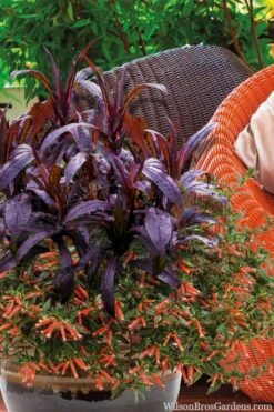 Midnight Masquerade Penstemon (Beardtongue) - 1 Gallon Pot -SHRUBS and BUSHES Shop penstemon midnight masquerade 4