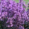 Midnight Masquerade Penstemon (Beardtongue) - 1 Gallon Pot -SHRUBS and BUSHES Shop penstemon midnight masquerade 6