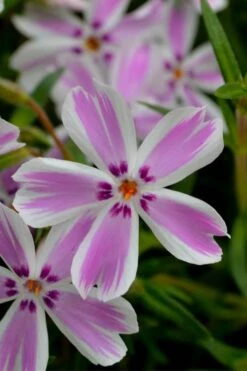 Candy Stripe Creeping Phlox - 5 Pack Of Quart Pots -SHRUBS and BUSHES Shop phlox subulata candy stripe creeping 21