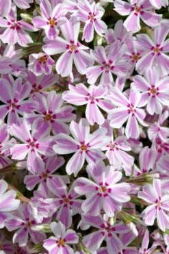 Candy Stripe Creeping Phlox - 1 Gallon Pot -SHRUBS and BUSHES Shop phlox subulata candy stripe creeping 25 1