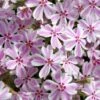 Candy Stripe Creeping Phlox - 5 Pack Of Quart Pots -SHRUBS and BUSHES Shop phlox subulata candy stripe creeping 25