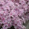 Candy Stripe Creeping Phlox - 1 Gallon Pot -SHRUBS and BUSHES Shop phlox subulata candy stripe creeping 27 1