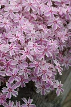 Candy Stripe Creeping Phlox - 5 Pack Of Quart Pots -SHRUBS and BUSHES Shop phlox subulata candy stripe creeping 27