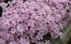 Candy Stripe Creeping Phlox - 1 Gallon Pot -SHRUBS and BUSHES Shop phlox subulata candy stripe creeping 29 1