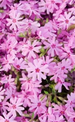 Pink Creeping Phlox - 6 Pack Of 1 Gallon Pots -SHRUBS and BUSHES Shop phlox subulata pink creeping 1