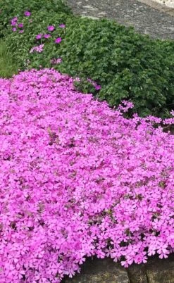 Pink Creeping Phlox - 6 Pack Of 1 Gallon Pots -SHRUBS and BUSHES Shop phlox subulata pink creeping 2