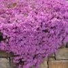 Pink Creeping Phlox - 6 Pack Of 1 Gallon Pots -SHRUBS and BUSHES Shop phlox subulata pink creeping phlox 200