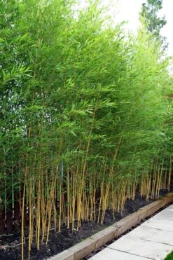 Koi Golden Bamboo (Phyllostachys Aurea 'Koi') - 3 Gallon Pot (2-4') -SHRUBS and BUSHES Shop phyllostachys aurea koi golden bamboo 100