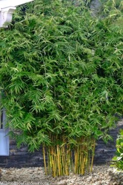 Koi Golden Bamboo (Phyllostachys Aurea 'Koi') - 3 Gallon Pot (2-4') -SHRUBS and BUSHES Shop phyllostachys aurea koi golden bamboo 101