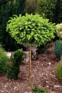 Little Gem Dwarf Norway Spruce Tree (Single Trunk) - 2 Gallon Pot 10 Little Gem Dwarf Norway Spruce Tree (Single Trunk) - 2 Gallon Pot -SHRUBS and BUSHES Shop picea abies little gem dwarf norway spruce tree 1