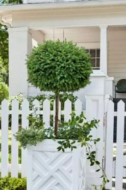 Little Gem Dwarf Norway Spruce Tree (Single Trunk) - 2 Gallon Pot 11 Little Gem Dwarf Norway Spruce Tree (Single Trunk) - 2 Gallon Pot -SHRUBS and BUSHES Shop picea abies little gem dwarf norway spruce tree 5