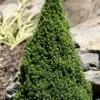 Pixie Miniature Dwarf Alberta Spruce - Quart Pot -SHRUBS and BUSHES Shop picea glauca pixie dwarf alberta spruce 2
