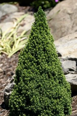 Pixie Miniature Dwarf Alberta Spruce - Quart Pot
