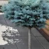 Dwarf Globe Blue Spruce Topiary Tree (Picea Pungens 'Globosa') - 5 Gallon Pot 1 Dwarf Globe Blue Spruce Topiary Tree (Picea Pungens 'Globosa') - 5 Gallon Pot -SHRUBS and BUSHES Shop picea pungens glauca globosa dwarf globe colorad0 blue spruce topiary tree 1