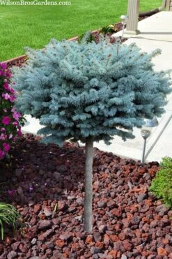 Dwarf Globe Blue Spruce Topiary Tree (Picea Pungens 'Globosa') - 5 Gallon Pot -SHRUBS and BUSHES Shop picea pungens glauca globosa dwarf globe colorado blue spruce topiary tree 2