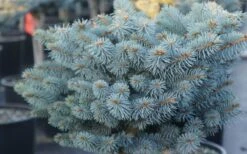 Dwarf Globe Blue Spruce Topiary Tree (Picea Pungens 'Globosa') - 5 Gallon Pot -SHRUBS and BUSHES Shop picea pungens globosa dwarf globe blue spruce 2