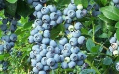 Brightwell Rabbiteye Blueberry - 1 Gallon Pot -SHRUBS and BUSHES Shop picture 6424 brightwell rabbiteye blueberry