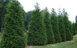 Green Giant Arborvitae - 3 Gallon Pot 11 Green Giant Arborvitae - 3 Gallon Pot -SHRUBS and BUSHES Shop picture arborvitae green giant 2 1