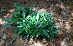 Dwarf Green Aucuba - Japanese Laurel - 1 Gallon Pot -SHRUBS and BUSHES Shop picture aucuba dwarf green shrub