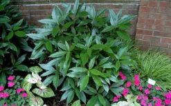 Sawtoothed Aucuba Serratifolia - 3 Gallon Pot -SHRUBS and BUSHES Shop picture aucuba sawtoothed