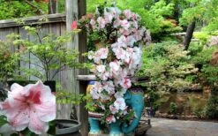 Tama No Hada Azalea - 1 Gallon Pot 13 Tama No Hada Azalea - 1 Gallon Pot -SHRUBS and BUSHES Shop picture azalea tama no hada