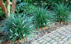 Emerald Goddess Liriope (Lilyturf) - 1 Gallon Pot -SHRUBS and BUSHES Shop picture liriope emerald goddess 1 1