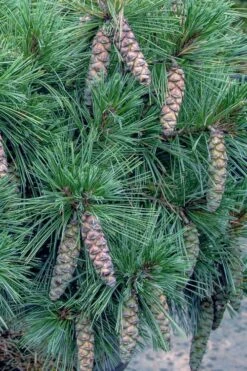 Coney Island White Pine - 2 Gallon Pot 9 Coney Island White Pine - 2 Gallon Pot -SHRUBS and BUSHES Shop pinus strobus coney island white pine 11